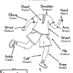 partes del cuerpo en inglés