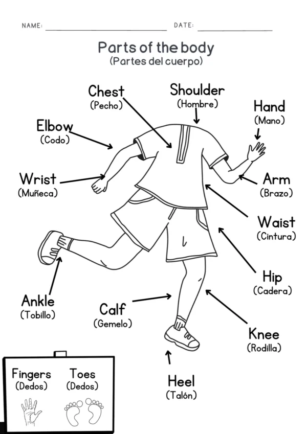 partes del cuerpo en inglés